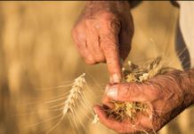 Agrifinance : Al Amana, JAIDA et Takamoul Al Fallah lancent une offre intégrée